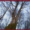 Gli alberi monumentali